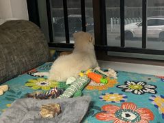 -佑安动物医院·全科·内窥镜中心(幸福巷店)