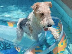 -帕帕拉兹宠物(亚洲旗舰店)