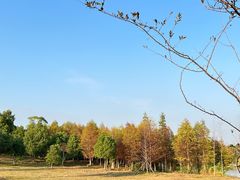 -瑶湖郊野森林公园