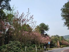 -铁山坪森林公园