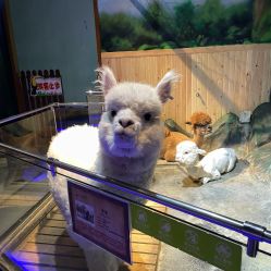 -未来动物城动物主题公园(大悦城店)