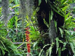 -西双版纳原始森林公园