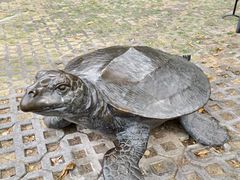 -广东惠东海龟国家级自然保护区