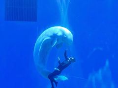 -芜湖新华联大白鲸海洋公园