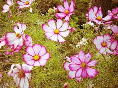 -武清南湖绿博园