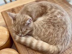 -楼上猫咖(罗湖店)