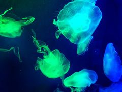 -成都浩海立方海洋公园