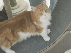 -喵园·猫主题咖啡厅·撸猫·猫咖(国贸店)