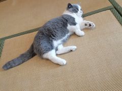 -猫在这儿猫咪咖啡馆·撸猫馆