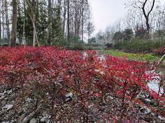 -合肥滨湖国家森林公园