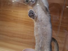 -猫十亿·布偶金渐层·曼基康矮脚猫舍(青年路店)