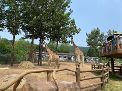 -大连森林动物园