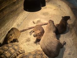 -Zoolung Zoolung动物主题公园(海信广场店)