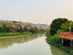 -广东花都湖国家湿地公园