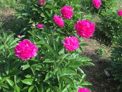 -洛阳郁金香牡丹园