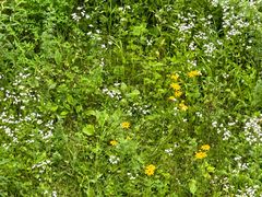 -果松木炭酸菜铜火锅·外婆参鸡汤