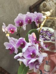 -露德瑪麗科技美肤·美迪迈·华熙生物