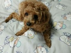 -骐奇宠物诊疗中心(南亭公路店)