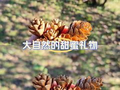 -黑龙江省森林植物园