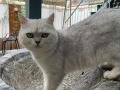 -喵屿·大理花园猫咖