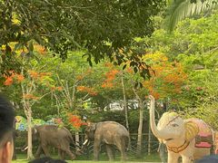 -西双版纳原始森林公园