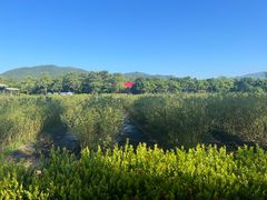 -亚龙湾国际玫瑰谷