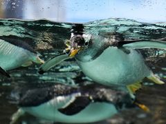 -成都浩海立方海洋公园