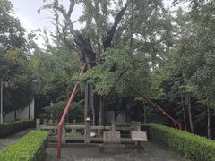 -上海佘山国家森林公园天马山园