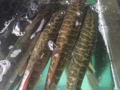 -煲来饱去冷水鱼