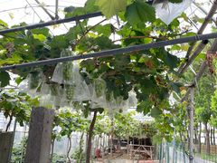 -马陆小张葡萄园农家乐