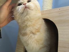 -喵的天空名猫咖啡馆·撸猫·猫舍·用品