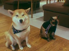 -柴务处·柴犬主题狗咖