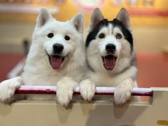 -和它·交个朋友·狗咖猫咖(爱琴海店)