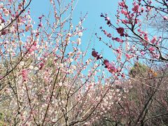 -九华山公园
