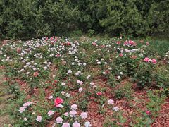 -滨河世纪广场公园