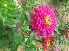 android_upload_pic-北京东方普罗旺斯薰衣草庄园