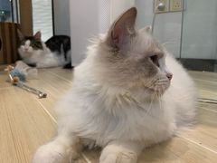 -momokira米努特·德文卷毛猫·棉花面纱犬