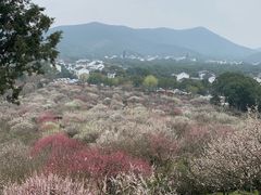-香雪海