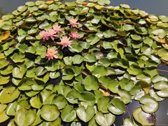 -国家植物园南园