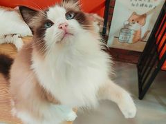 -豆逗聊愈猫阁Easy Life
