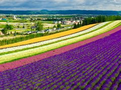 -富田农场