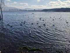 -洱海月湿地公园