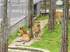 -横道河子东北虎林园