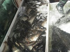 水产区-顺鑫石门市场