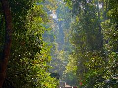 -西双版纳原始森林公园