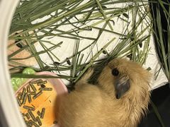-守诺宠物医院·眼科· 特色牙科·异宠专科(虹口店)