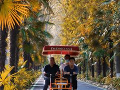 -合肥滨湖国家森林公园