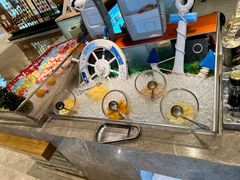 -康帝国际酒店-艾斯本自助西餐厅
