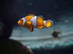 -暹罗海洋世界