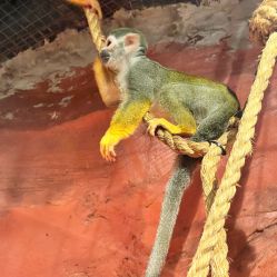-Zoolung Zoolung动物主题公园(海信广场店)